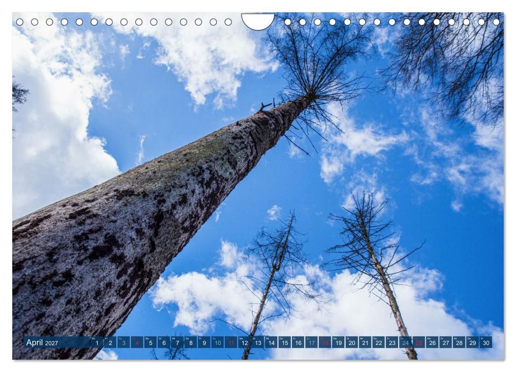 Weitere Ansicht: Unser Wald Stirbt (Wandkalender 2027 DIN A4 quer), CALVENDO Monatskalender | Tanja Riedel, Calvendo