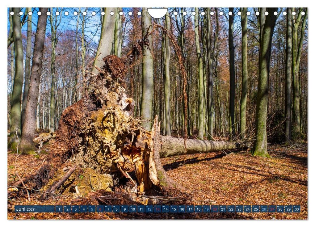 Weitere Ansicht: Unser Wald Stirbt (Wandkalender 2027 DIN A4 quer), CALVENDO Monatskalender | Tanja Riedel, Calvendo