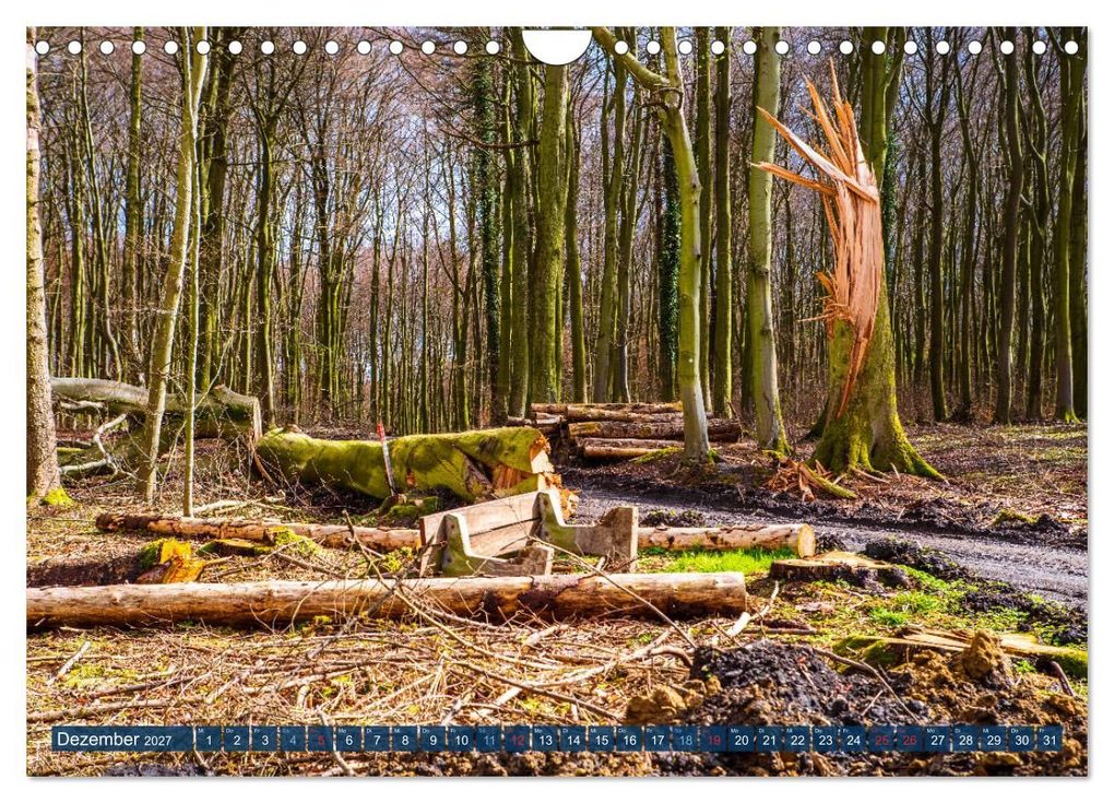 Weitere Ansicht: Unser Wald Stirbt (Wandkalender 2027 DIN A4 quer), CALVENDO Monatskalender | Tanja Riedel, Calvendo