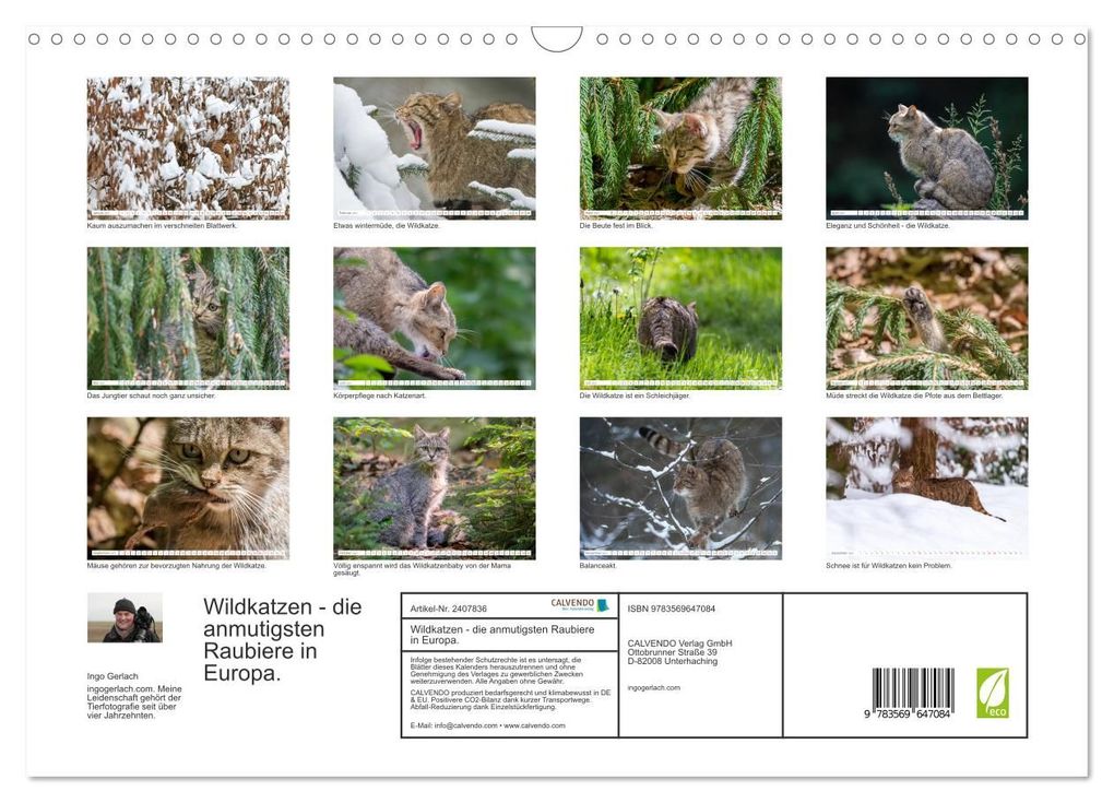 Weitere Ansicht: Wildkatzen - die anmutigsten Raubiere in Europa. (Wandkalender 2027 DIN A3 quer), CALVENDO Monatskalender | Ingo Gerlach, Calvendo