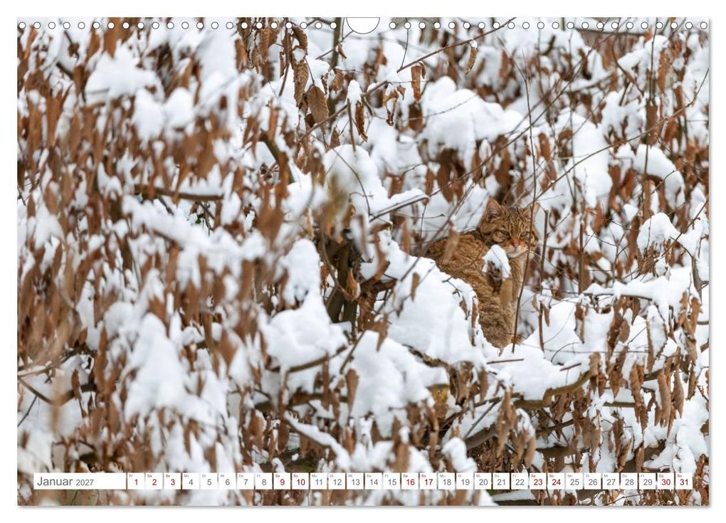 Weitere Ansicht: Wildkatzen - die anmutigsten Raubiere in Europa. (Wandkalender 2027 DIN A3 quer), CALVENDO Monatskalender | Ingo Gerlach, Calvendo