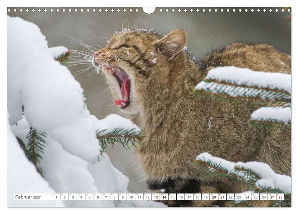 Weitere Ansicht: Wildkatzen - die anmutigsten Raubiere in Europa. (Wandkalender 2027 DIN A3 quer), CALVENDO Monatskalender | Ingo Gerlach, Calvendo
