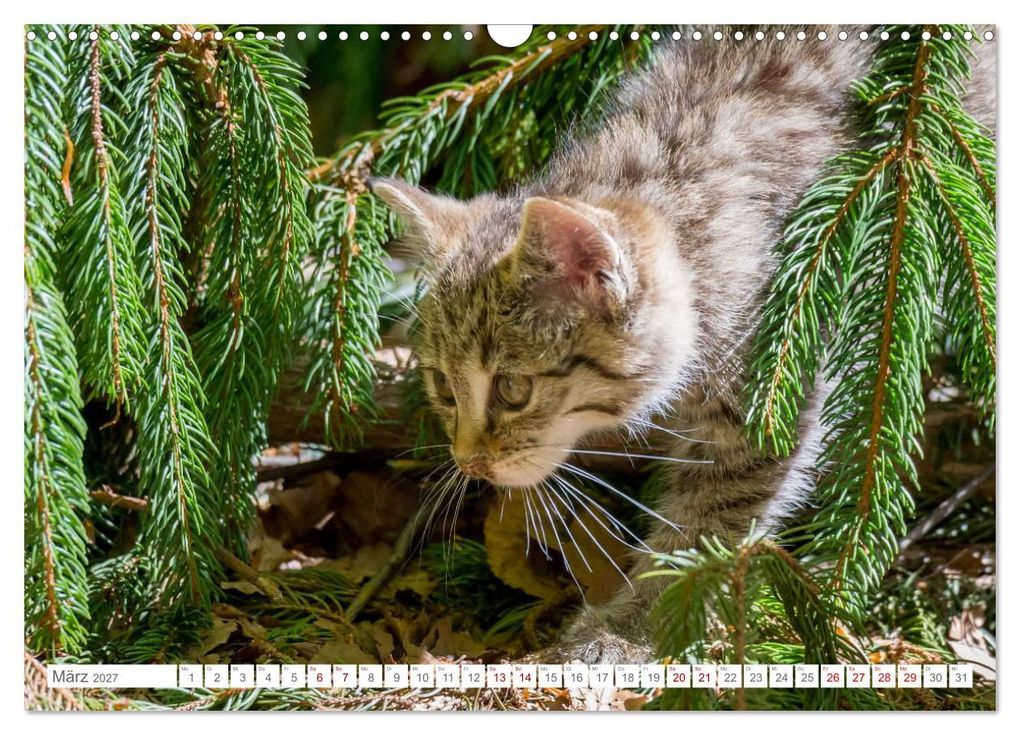 Weitere Ansicht: Wildkatzen - die anmutigsten Raubiere in Europa. (Wandkalender 2027 DIN A3 quer), CALVENDO Monatskalender | Ingo Gerlach, Calvendo