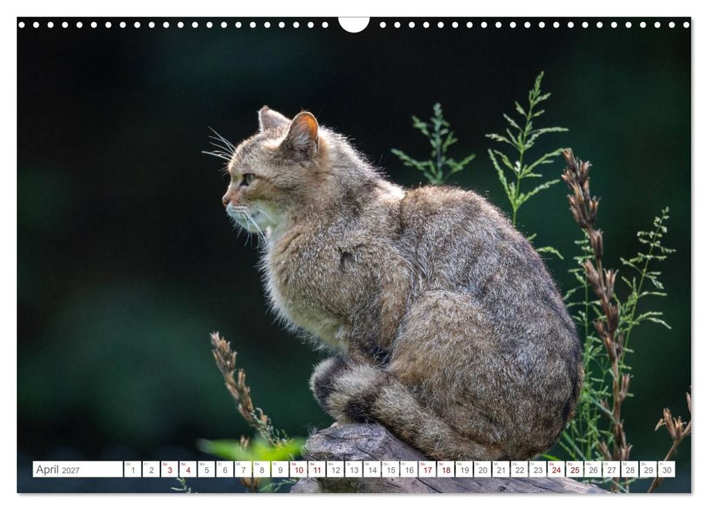 Weitere Ansicht: Wildkatzen - die anmutigsten Raubiere in Europa. (Wandkalender 2027 DIN A3 quer), CALVENDO Monatskalender | Ingo Gerlach, Calvendo