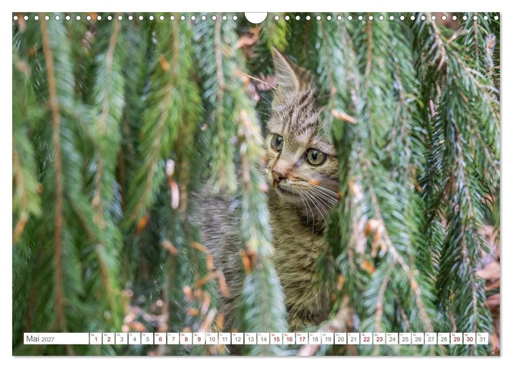 Weitere Ansicht: Wildkatzen - die anmutigsten Raubiere in Europa. (Wandkalender 2027 DIN A3 quer), CALVENDO Monatskalender | Ingo Gerlach, Calvendo