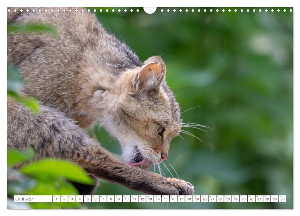 Weitere Ansicht: Wildkatzen - die anmutigsten Raubiere in Europa. (Wandkalender 2027 DIN A3 quer), CALVENDO Monatskalender | Ingo Gerlach, Calvendo