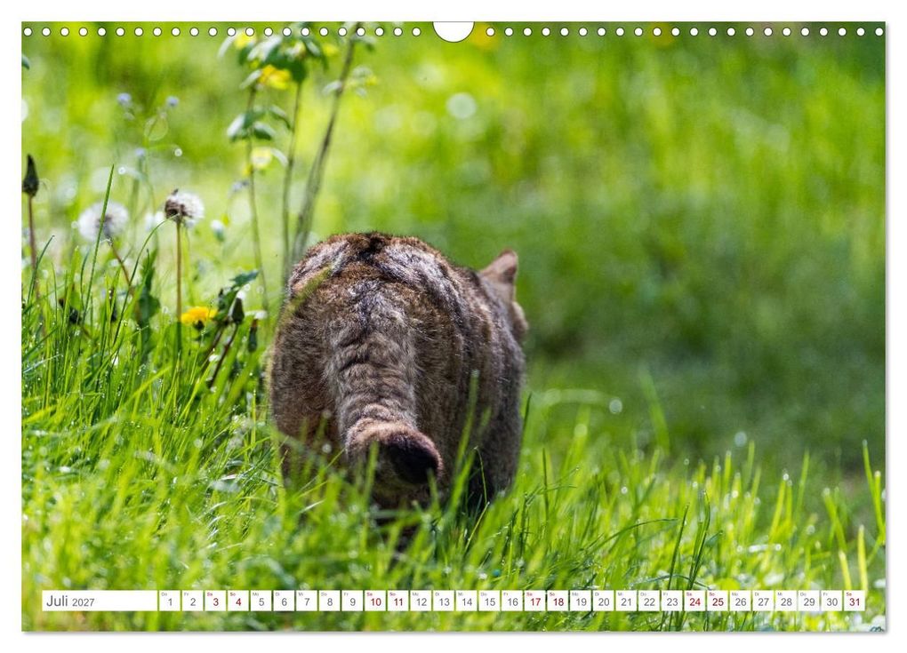 Weitere Ansicht: Wildkatzen - die anmutigsten Raubiere in Europa. (Wandkalender 2027 DIN A3 quer), CALVENDO Monatskalender | Ingo Gerlach, Calvendo