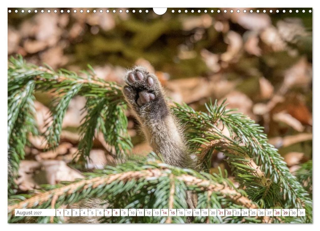 Weitere Ansicht: Wildkatzen - die anmutigsten Raubiere in Europa. (Wandkalender 2027 DIN A3 quer), CALVENDO Monatskalender | Ingo Gerlach, Calvendo