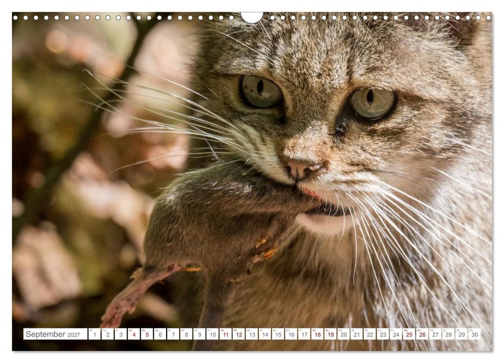 Weitere Ansicht: Wildkatzen - die anmutigsten Raubiere in Europa. (Wandkalender 2027 DIN A3 quer), CALVENDO Monatskalender | Ingo Gerlach, Calvendo