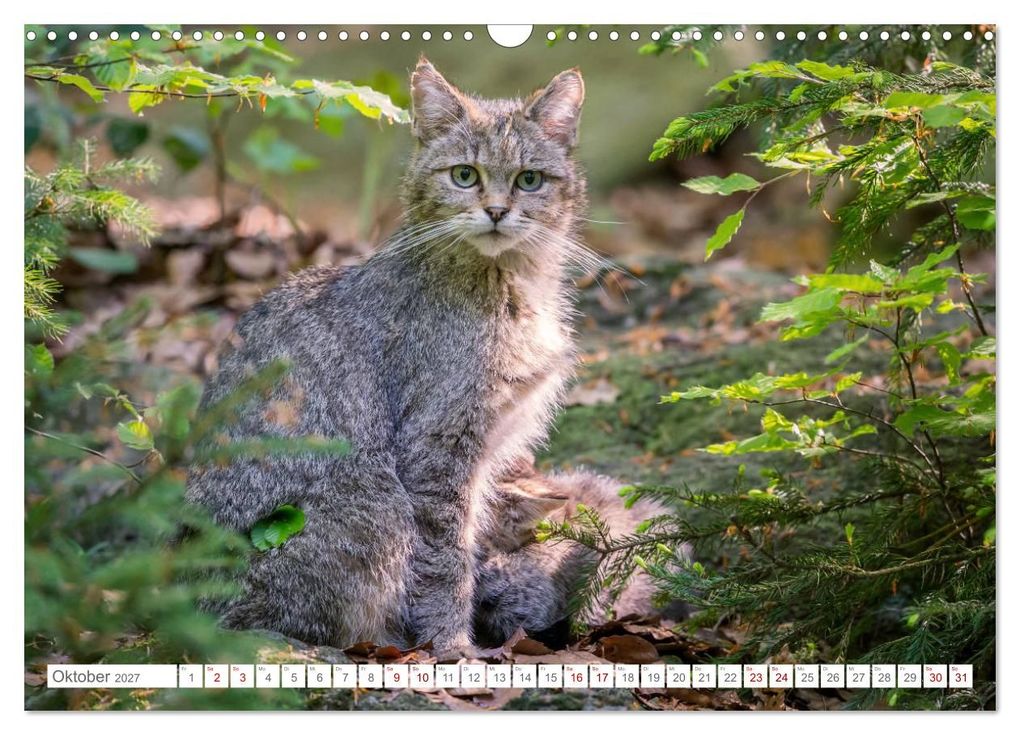 Weitere Ansicht: Wildkatzen - die anmutigsten Raubiere in Europa. (Wandkalender 2027 DIN A3 quer), CALVENDO Monatskalender | Ingo Gerlach, Calvendo