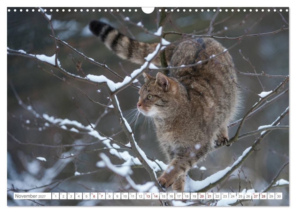 Weitere Ansicht: Wildkatzen - die anmutigsten Raubiere in Europa. (Wandkalender 2027 DIN A3 quer), CALVENDO Monatskalender | Ingo Gerlach, Calvendo