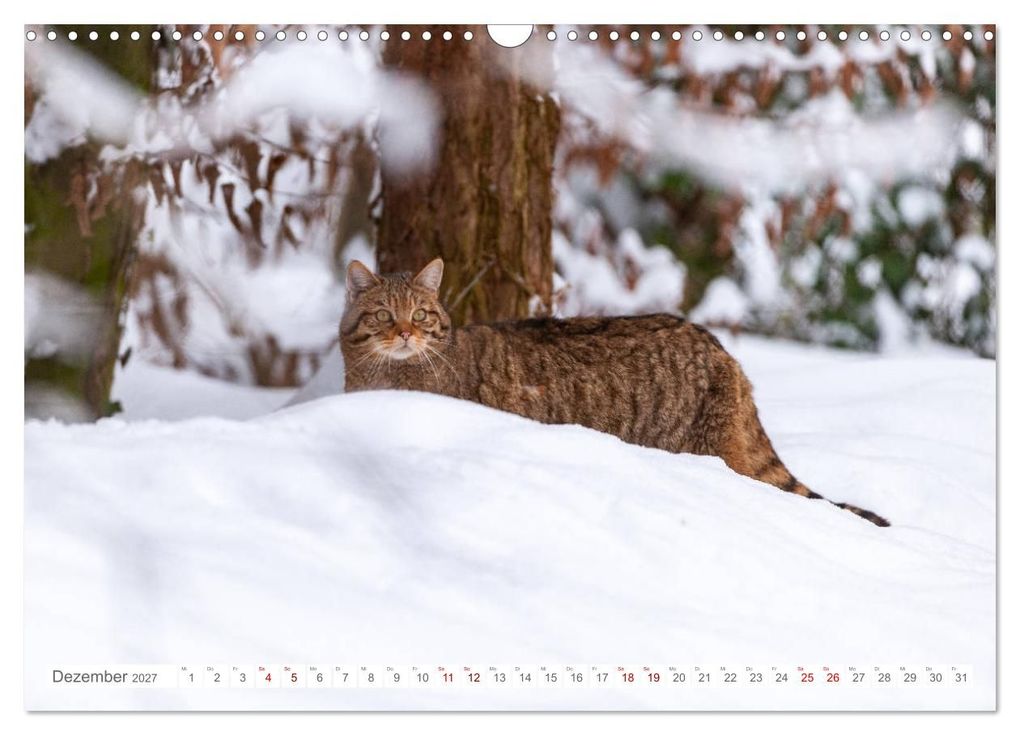 Weitere Ansicht: Wildkatzen - die anmutigsten Raubiere in Europa. (Wandkalender 2027 DIN A3 quer), CALVENDO Monatskalender | Ingo Gerlach, Calvendo