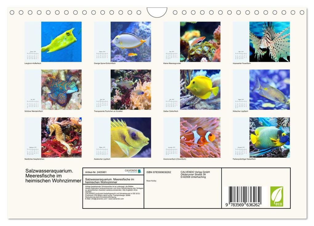Weitere Ansicht: Salzwasseraquarium. Meeresfische im heimischen Wohnzimmer (Wandkalender 2027 DIN A4 quer), CALVENDO Monatskalender | Rose Hurley, Calvendo