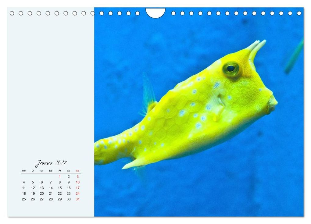 Weitere Ansicht: Salzwasseraquarium. Meeresfische im heimischen Wohnzimmer (Wandkalender 2027 DIN A4 quer), CALVENDO Monatskalender | Rose Hurley, Calvendo