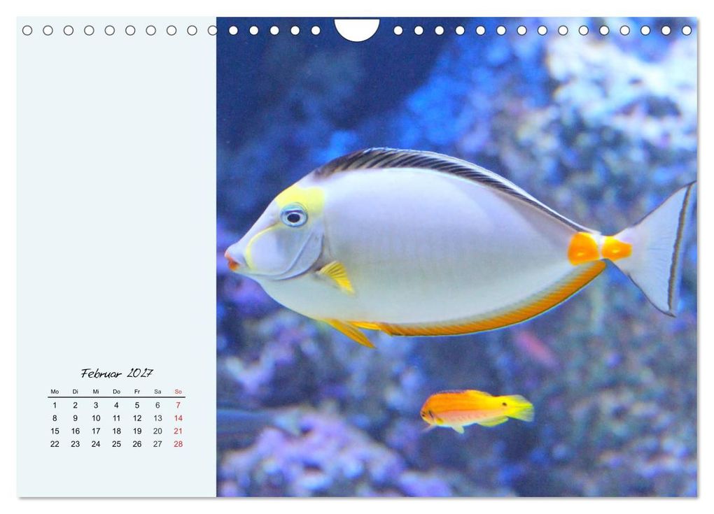 Weitere Ansicht: Salzwasseraquarium. Meeresfische im heimischen Wohnzimmer (Wandkalender 2027 DIN A4 quer), CALVENDO Monatskalender | Rose Hurley, Calvendo