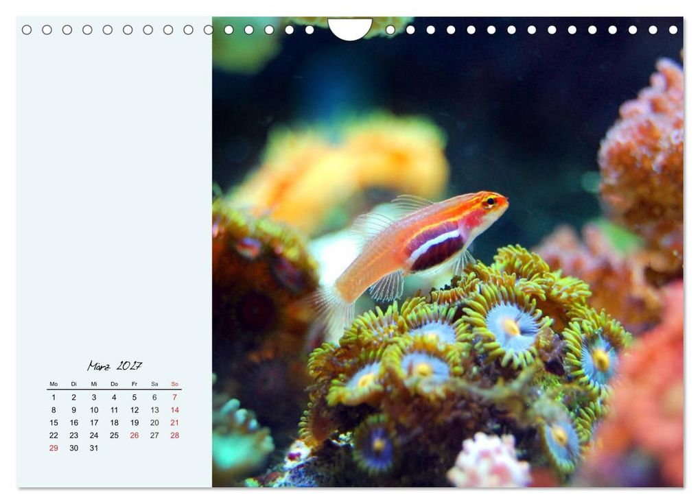 Weitere Ansicht: Salzwasseraquarium. Meeresfische im heimischen Wohnzimmer (Wandkalender 2027 DIN A4 quer), CALVENDO Monatskalender | Rose Hurley, Calvendo