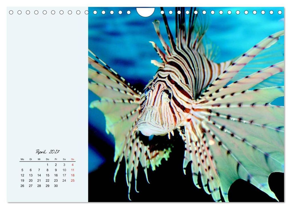 Weitere Ansicht: Salzwasseraquarium. Meeresfische im heimischen Wohnzimmer (Wandkalender 2027 DIN A4 quer), CALVENDO Monatskalender | Rose Hurley, Calvendo