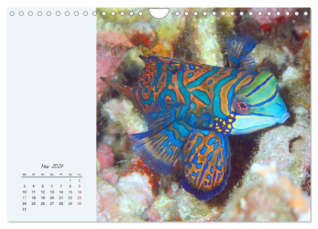 Weitere Ansicht: Salzwasseraquarium. Meeresfische im heimischen Wohnzimmer (Wandkalender 2027 DIN A4 quer), CALVENDO Monatskalender | Rose Hurley, Calvendo