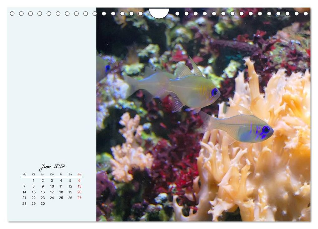 Weitere Ansicht: Salzwasseraquarium. Meeresfische im heimischen Wohnzimmer (Wandkalender 2027 DIN A4 quer), CALVENDO Monatskalender | Rose Hurley, Calvendo