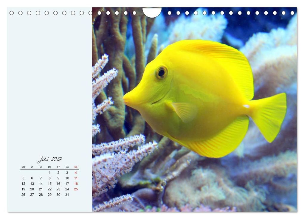 Weitere Ansicht: Salzwasseraquarium. Meeresfische im heimischen Wohnzimmer (Wandkalender 2027 DIN A4 quer), CALVENDO Monatskalender | Rose Hurley, Calvendo