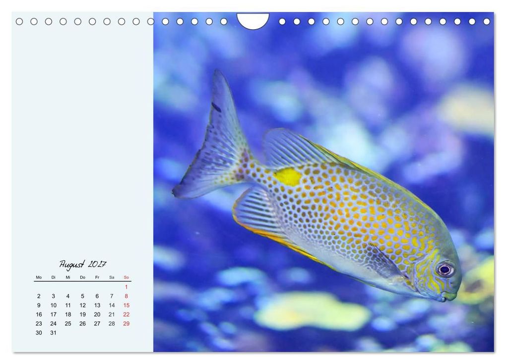 Weitere Ansicht: Salzwasseraquarium. Meeresfische im heimischen Wohnzimmer (Wandkalender 2027 DIN A4 quer), CALVENDO Monatskalender | Rose Hurley, Calvendo