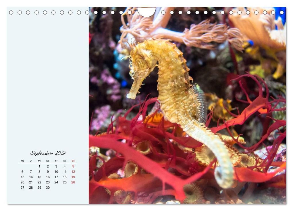 Weitere Ansicht: Salzwasseraquarium. Meeresfische im heimischen Wohnzimmer (Wandkalender 2027 DIN A4 quer), CALVENDO Monatskalender | Rose Hurley, Calvendo