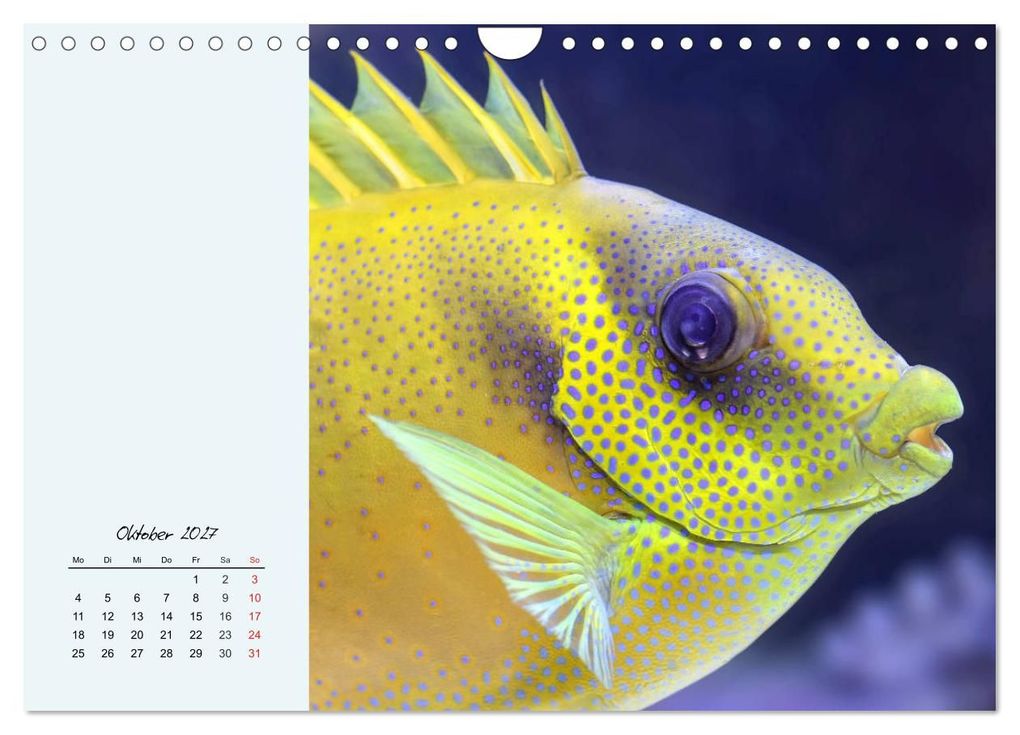 Weitere Ansicht: Salzwasseraquarium. Meeresfische im heimischen Wohnzimmer (Wandkalender 2027 DIN A4 quer), CALVENDO Monatskalender | Rose Hurley, Calvendo