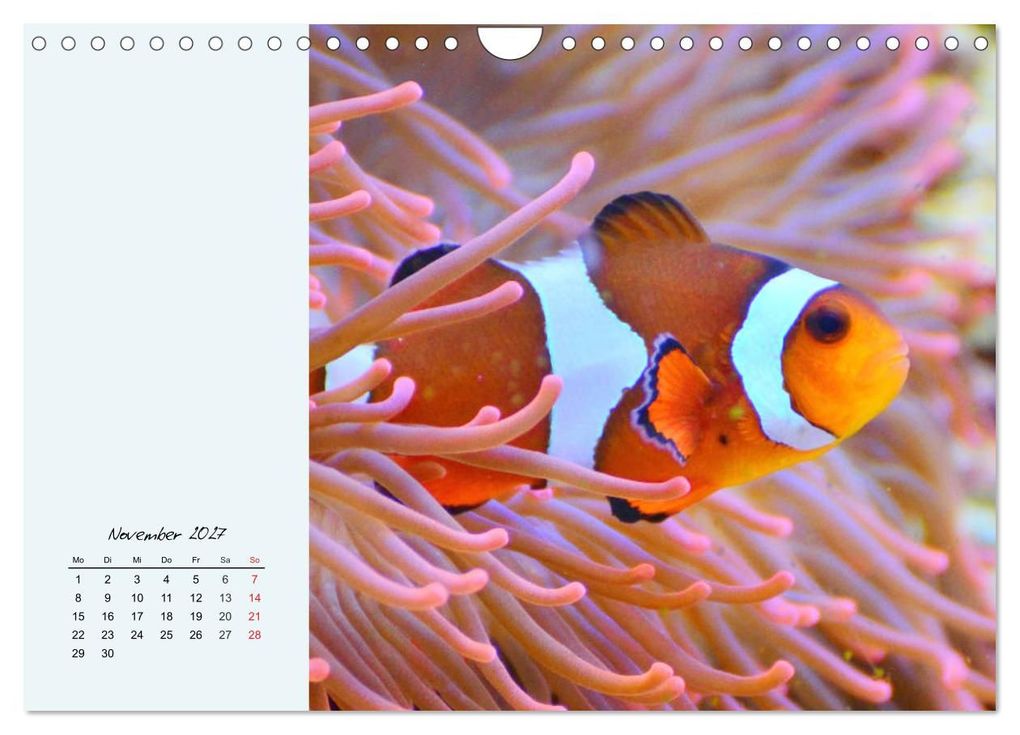 Weitere Ansicht: Salzwasseraquarium. Meeresfische im heimischen Wohnzimmer (Wandkalender 2027 DIN A4 quer), CALVENDO Monatskalender | Rose Hurley, Calvendo