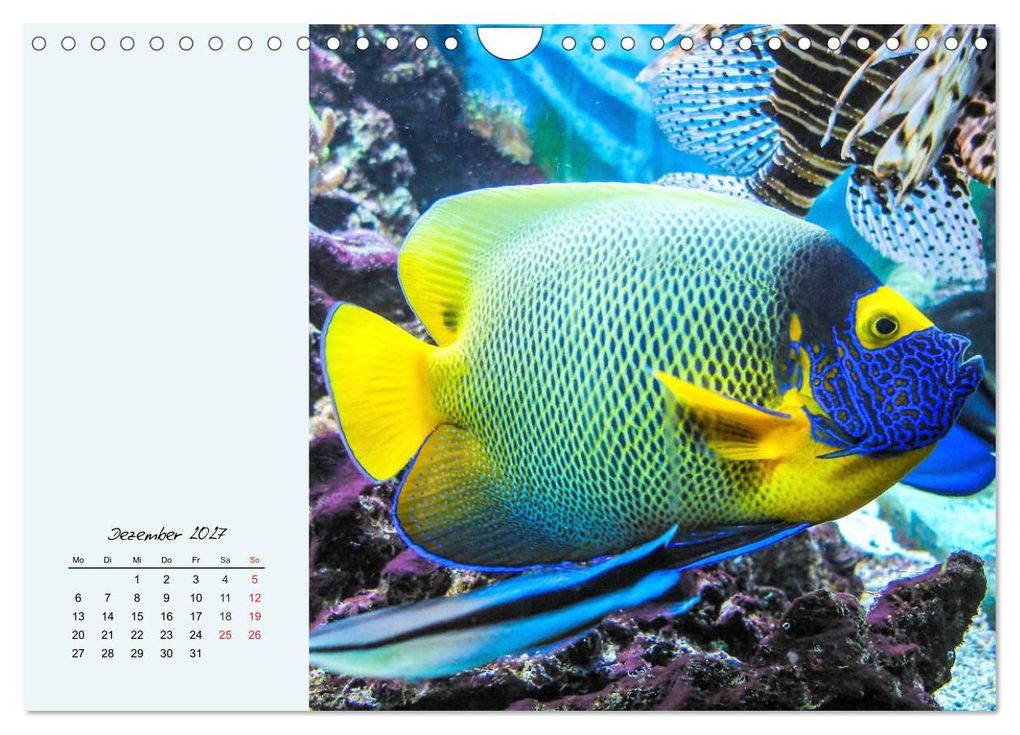 Weitere Ansicht: Salzwasseraquarium. Meeresfische im heimischen Wohnzimmer (Wandkalender 2027 DIN A4 quer), CALVENDO Monatskalender | Rose Hurley, Calvendo
