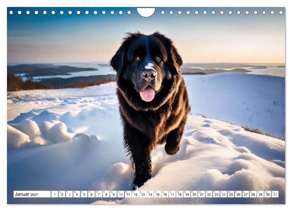 Weitere Ansicht: Neufundländer - Liebenswerte Bären (Wandkalender 2027 DIN A4 quer), CALVENDO Monatskalender | Claudia Kleemann, Calvendo