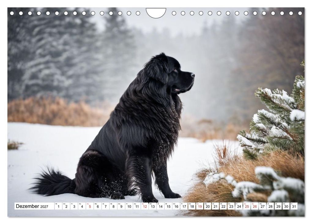 Weitere Ansicht: Neufundländer - Liebenswerte Bären (Wandkalender 2027 DIN A4 quer), CALVENDO Monatskalender | Claudia Kleemann, Calvendo