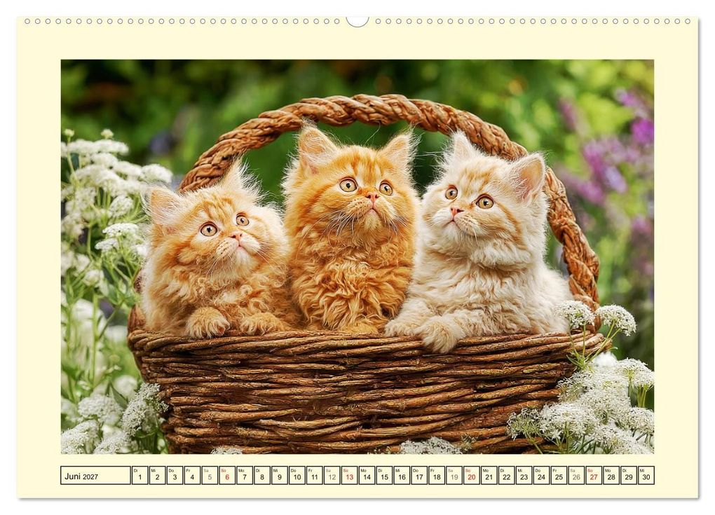 Weitere Ansicht: Selkirk Rex Katzen. Lockenzauber im Blumengarten (Wandkalender 2027 DIN A2 quer), CALVENDO Monatskalender | Rose Hurley, Calvendo