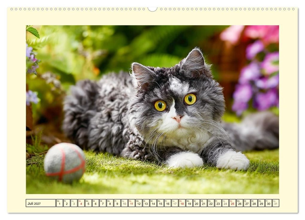 Weitere Ansicht: Selkirk Rex Katzen. Lockenzauber im Blumengarten (Wandkalender 2027 DIN A2 quer), CALVENDO Monatskalender | Rose Hurley, Calvendo