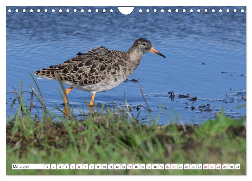 Weitere Ansicht: PIEP-SHOW im Ochsenmoor (Wandkalender 2027 DIN A4 quer), CALVENDO Monatskalender | Diane Jordan, Calvendo