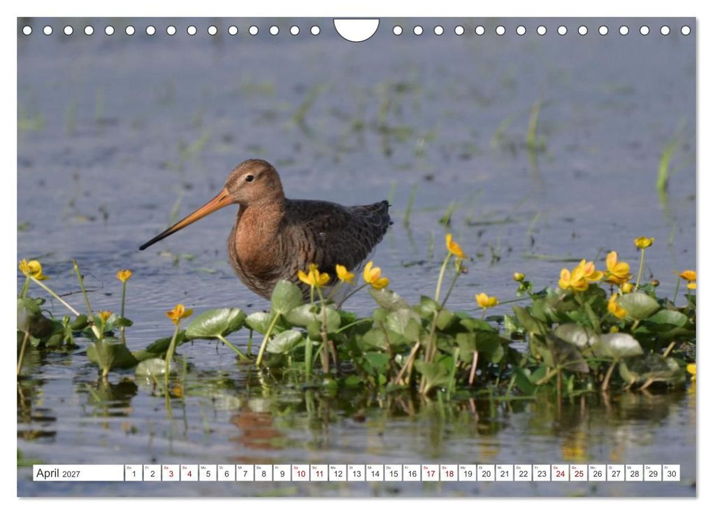 Weitere Ansicht: PIEP-SHOW im Ochsenmoor (Wandkalender 2027 DIN A4 quer), CALVENDO Monatskalender | Diane Jordan, Calvendo