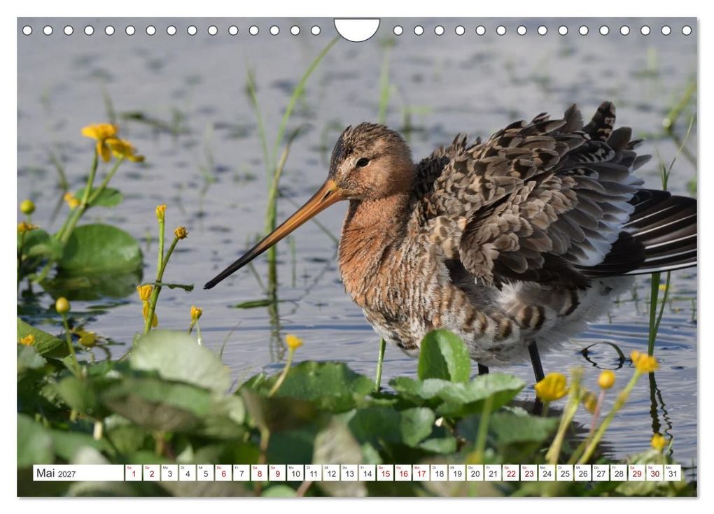 Weitere Ansicht: PIEP-SHOW im Ochsenmoor (Wandkalender 2027 DIN A4 quer), CALVENDO Monatskalender | Diane Jordan, Calvendo