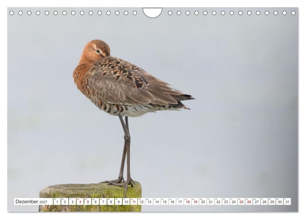 Weitere Ansicht: PIEP-SHOW im Ochsenmoor (Wandkalender 2027 DIN A4 quer), CALVENDO Monatskalender | Diane Jordan, Calvendo