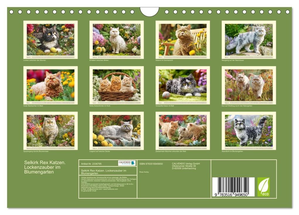 Weitere Ansicht: Selkirk Rex Katzen. Lockenzauber im Blumengarten (Wandkalender 2027 DIN A4 quer), CALVENDO Monatskalender | Rose Hurley, Calvendo