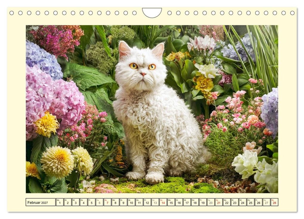 Weitere Ansicht: Selkirk Rex Katzen. Lockenzauber im Blumengarten (Wandkalender 2027 DIN A4 quer), CALVENDO Monatskalender | Rose Hurley, Calvendo