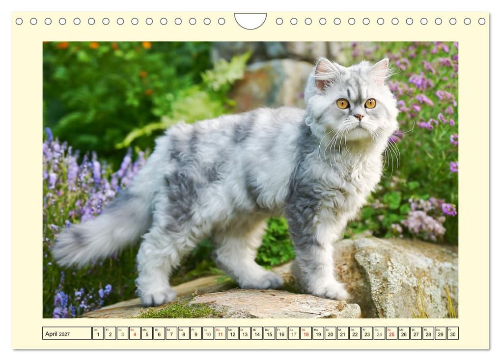Weitere Ansicht: Selkirk Rex Katzen. Lockenzauber im Blumengarten (Wandkalender 2027 DIN A4 quer), CALVENDO Monatskalender | Rose Hurley, Calvendo