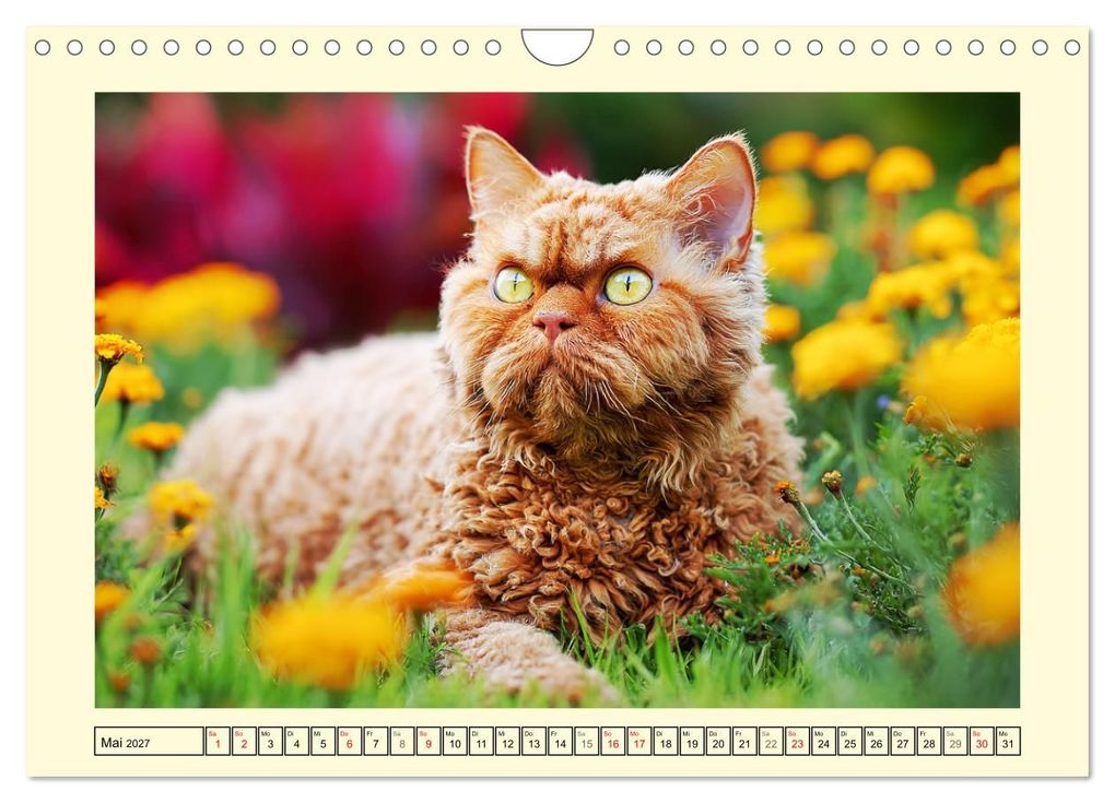 Weitere Ansicht: Selkirk Rex Katzen. Lockenzauber im Blumengarten (Wandkalender 2027 DIN A4 quer), CALVENDO Monatskalender | Rose Hurley, Calvendo