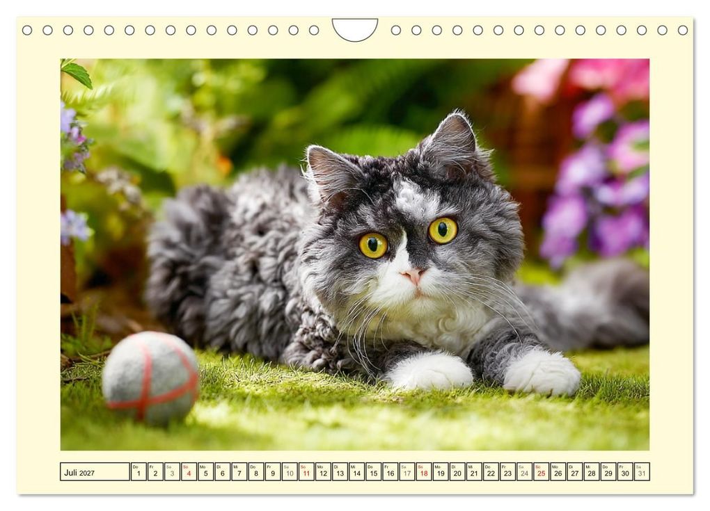 Weitere Ansicht: Selkirk Rex Katzen. Lockenzauber im Blumengarten (Wandkalender 2027 DIN A4 quer), CALVENDO Monatskalender | Rose Hurley, Calvendo