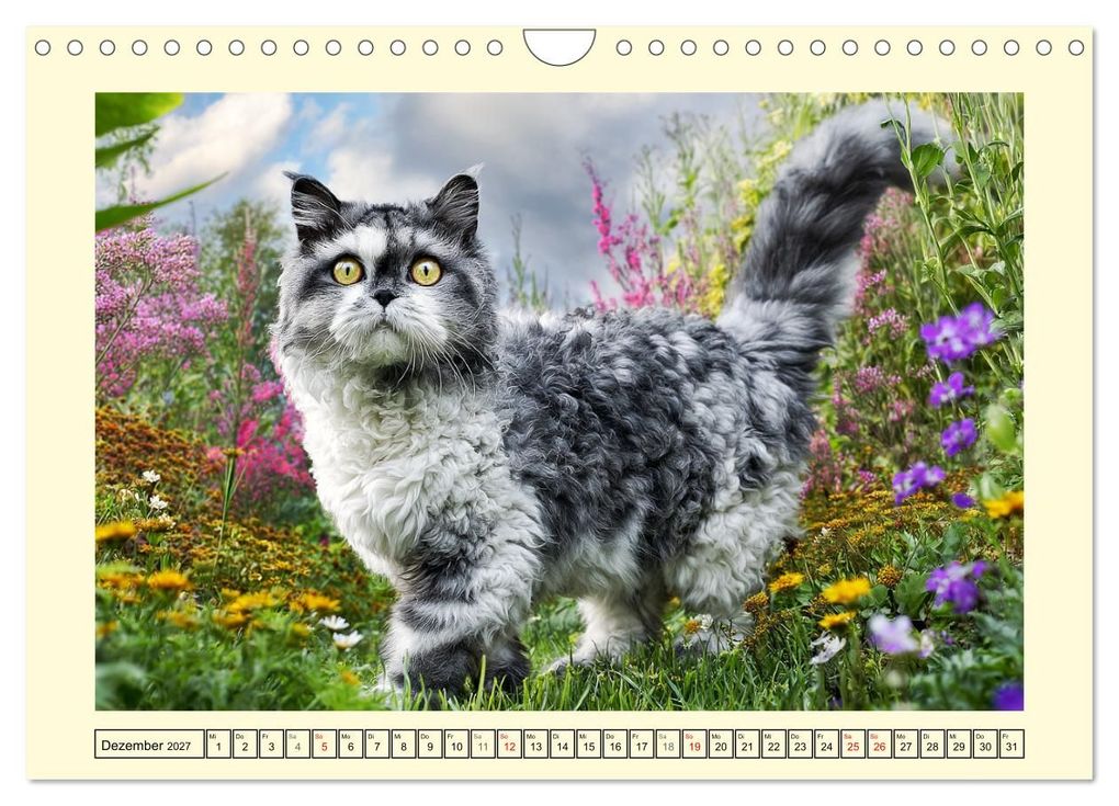 Weitere Ansicht: Selkirk Rex Katzen. Lockenzauber im Blumengarten (Wandkalender 2027 DIN A4 quer), CALVENDO Monatskalender | Rose Hurley, Calvendo