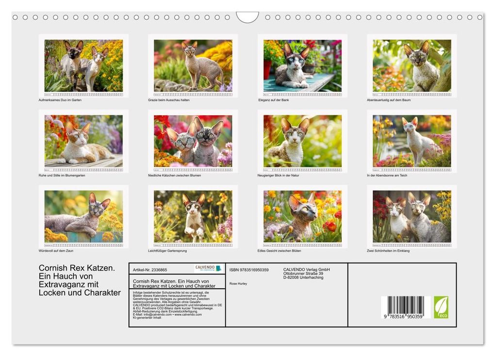 Weitere Ansicht: Cornish Rex Katzen. Ein Hauch von Extravaganz mit Locken und Charakter (Wandkalender 2027 DIN A3 quer), CALVENDO Monatskalender | Rose Hurley, Calvendo