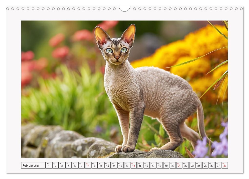 Weitere Ansicht: Cornish Rex Katzen. Ein Hauch von Extravaganz mit Locken und Charakter (Wandkalender 2027 DIN A3 quer), CALVENDO Monatskalender | Rose Hurley, Calvendo
