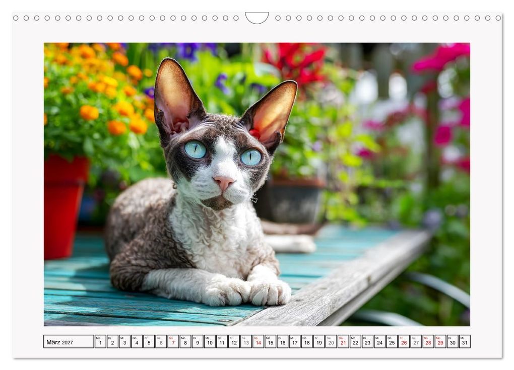 Weitere Ansicht: Cornish Rex Katzen. Ein Hauch von Extravaganz mit Locken und Charakter (Wandkalender 2027 DIN A3 quer), CALVENDO Monatskalender | Rose Hurley, Calvendo
