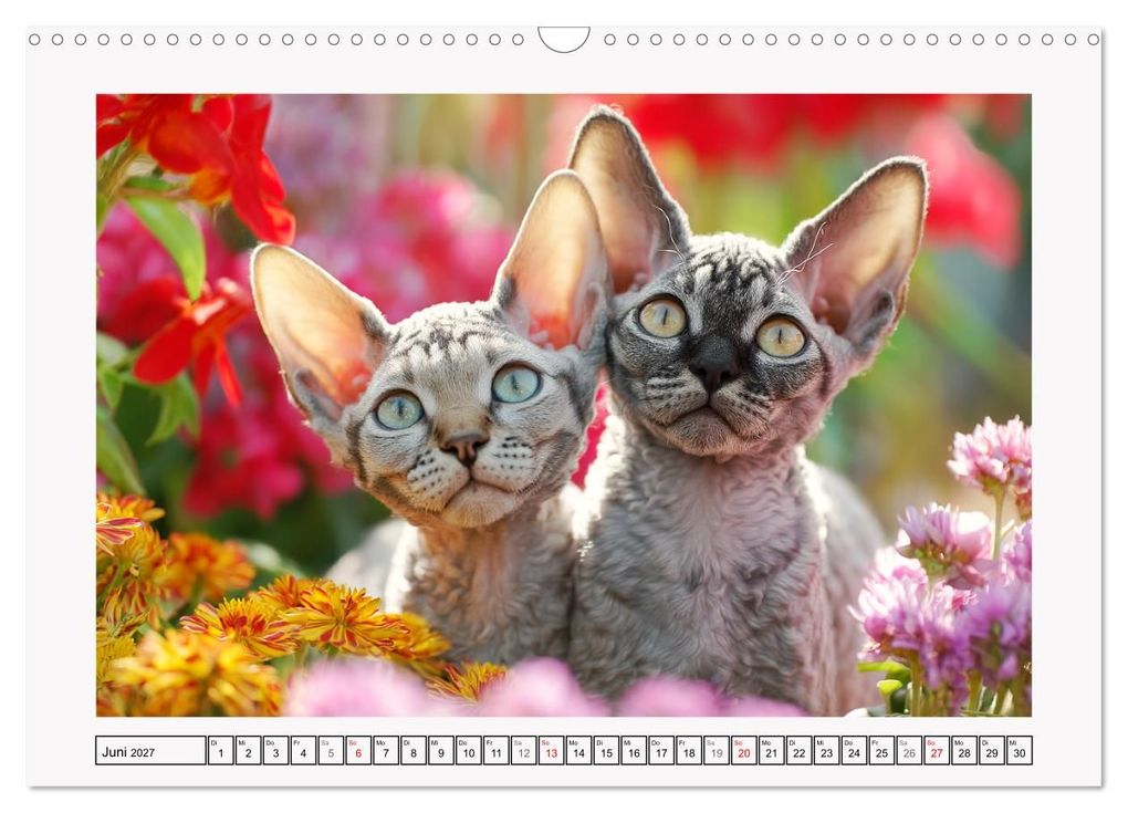 Weitere Ansicht: Cornish Rex Katzen. Ein Hauch von Extravaganz mit Locken und Charakter (Wandkalender 2027 DIN A3 quer), CALVENDO Monatskalender | Rose Hurley, Calvendo