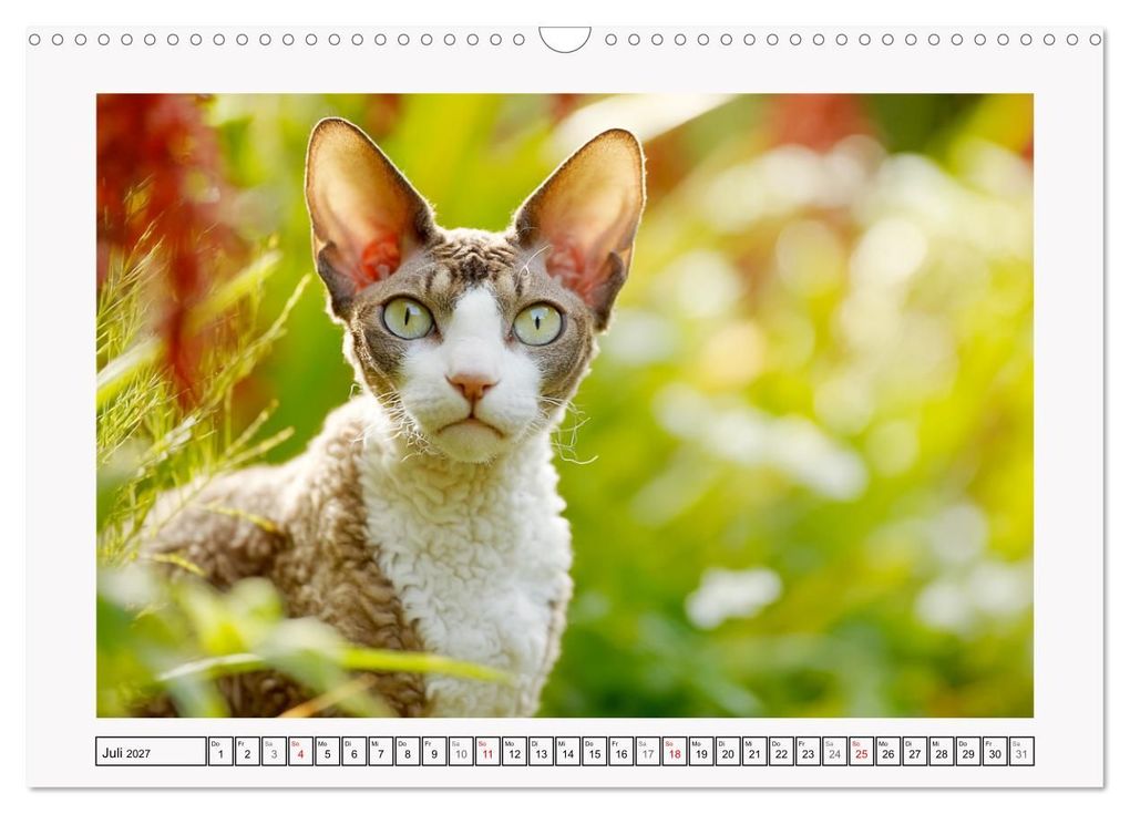 Weitere Ansicht: Cornish Rex Katzen. Ein Hauch von Extravaganz mit Locken und Charakter (Wandkalender 2027 DIN A3 quer), CALVENDO Monatskalender | Rose Hurley, Calvendo