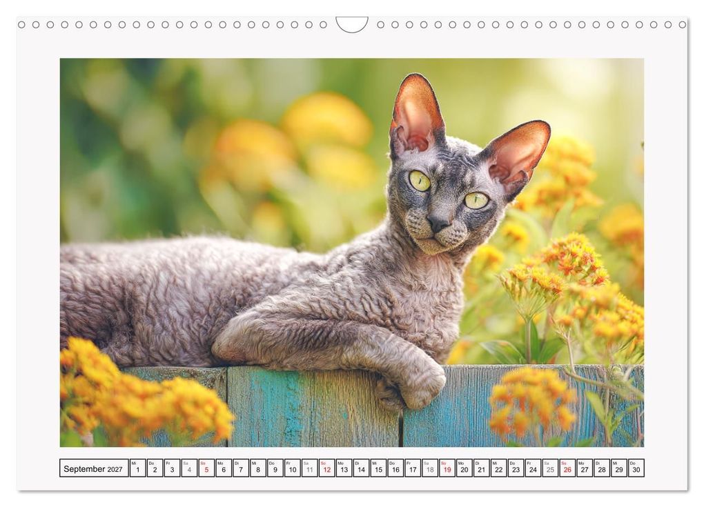 Weitere Ansicht: Cornish Rex Katzen. Ein Hauch von Extravaganz mit Locken und Charakter (Wandkalender 2027 DIN A3 quer), CALVENDO Monatskalender | Rose Hurley, Calvendo