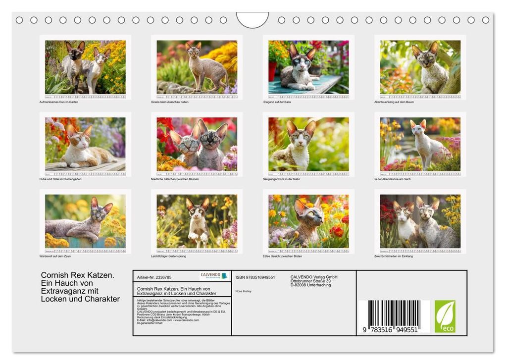 Weitere Ansicht: Cornish Rex Katzen. Ein Hauch von Extravaganz mit Locken und Charakter (Wandkalender 2027 DIN A4 quer), CALVENDO Monatskalender | Rose Hurley, Calvendo